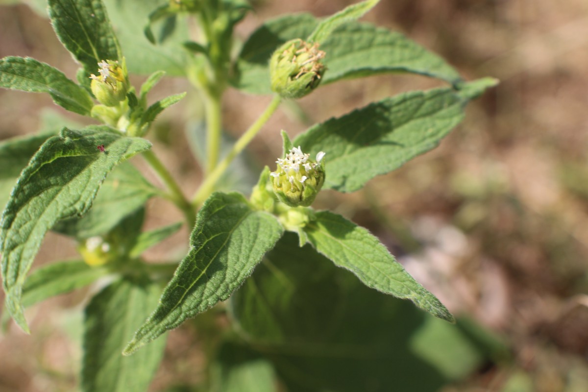 Blainvillea acmella (L.) Philipson